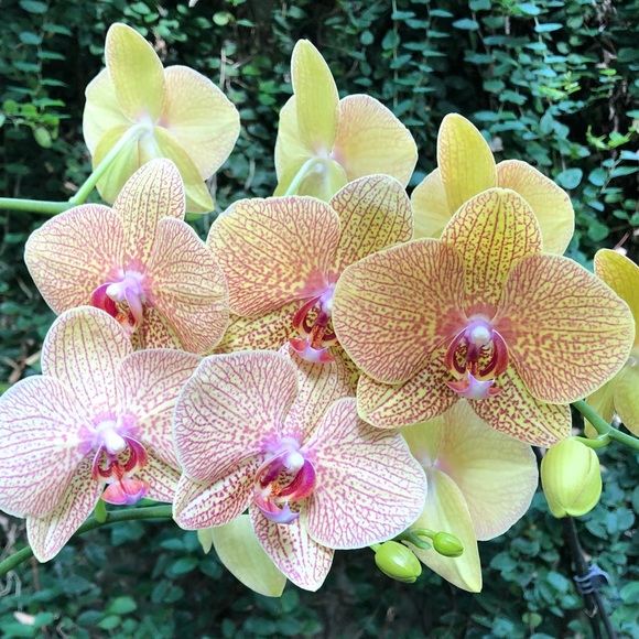 Meet your Posher, Anna - Picture 1 of 1